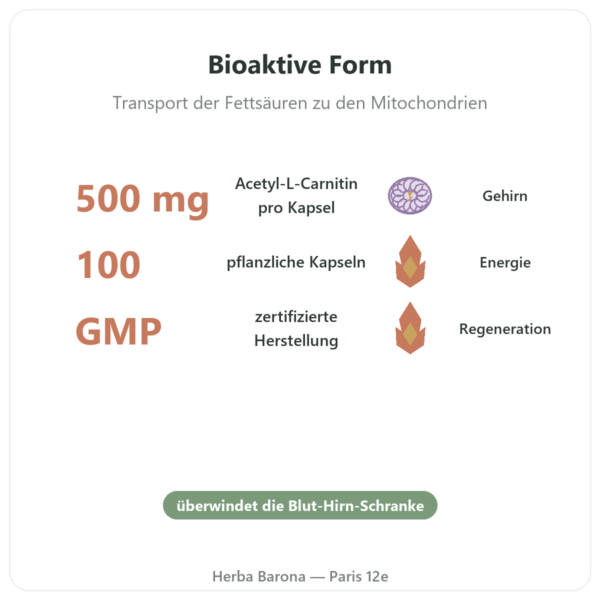 Acetyl-L-Carnitin 500 mg – Now Foods – 100 pflanzliche Kapseln Vorteile und Fakten Paris Herba Barona