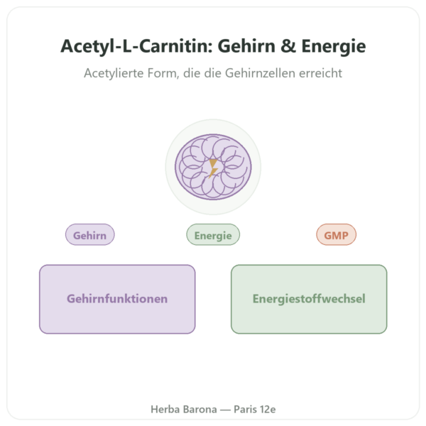 Acetyl-L-Carnitin 500 mg – Now Foods – 100 pflanzliche Kapseln Vorstellung Paris Herba Barona