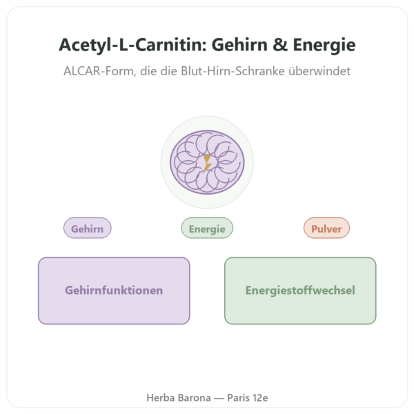 Acetyl-L-Carnitin Pulver Pur – 85 g – Now Foods Vorstellung Paris Herba Barona