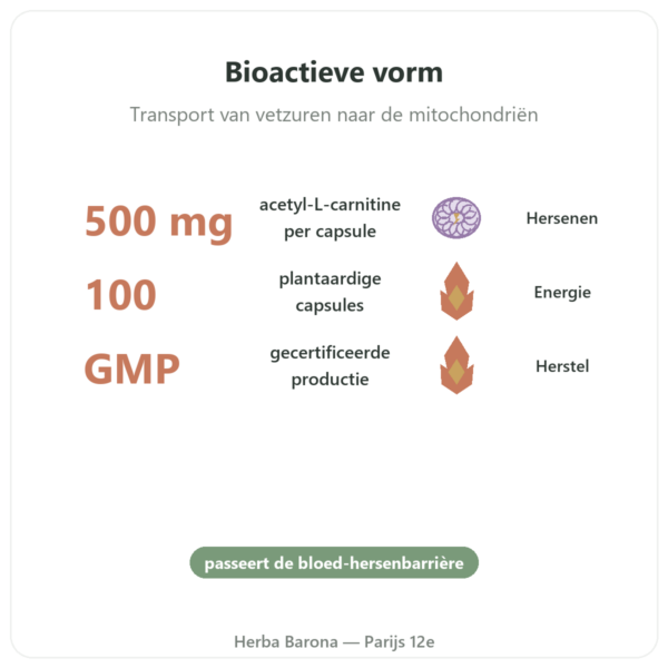 Acetyl-L-Carnitine 500 mg NOW Foods - 100 capsules voordelen en kerngegevens Paris Herba Barona