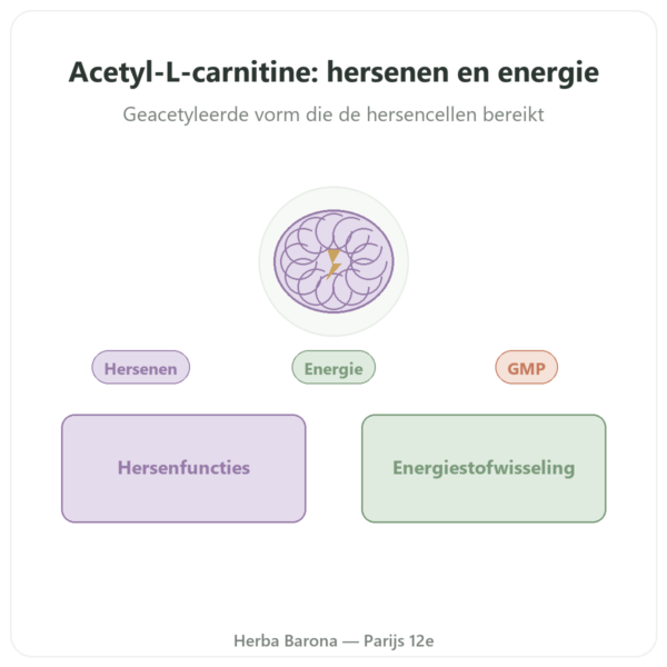Acetyl-L-Carnitine 500 mg NOW Foods - 100 capsules presentatie Paris Herba Barona