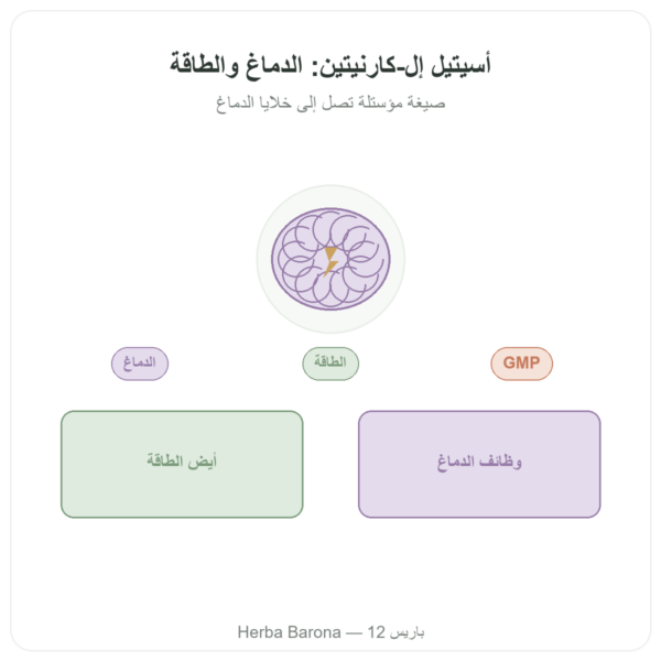 أسيتيل-إل-كارنيتين 500 mg – NOW Foods – 100 كبسولة نباتية عرض المنتج Paris Herba Barona