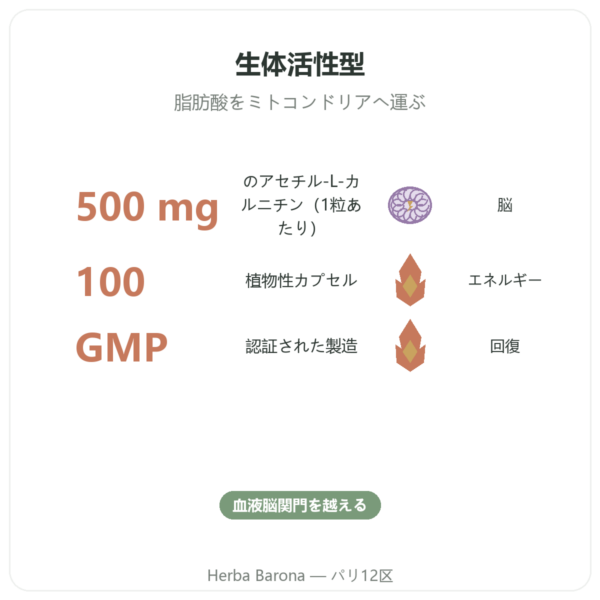 アセチル-L-カルニチン 500 mg – NOW Foods – 植物性カプセル 100粒 benefits and key facts Paris Herba Barona