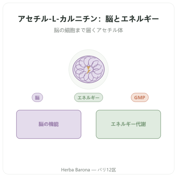 アセチル-L-カルニチン 500 mg – NOW Foods – 植物性カプセル 100粒 presentation Paris Herba Barona