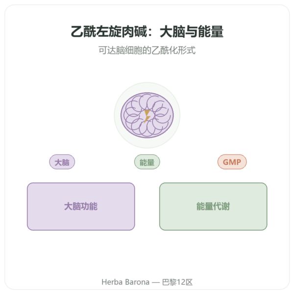 乙酰左旋肉碱 500 mg — NOW Foods — 100 粒植物胶囊 产品展示 Paris Herba Barona