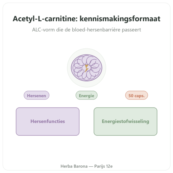 Acetyl-L-Carnitine 500 mg – NOW Foods – 50 plantaardige capsules presentatie Paris Herba Barona