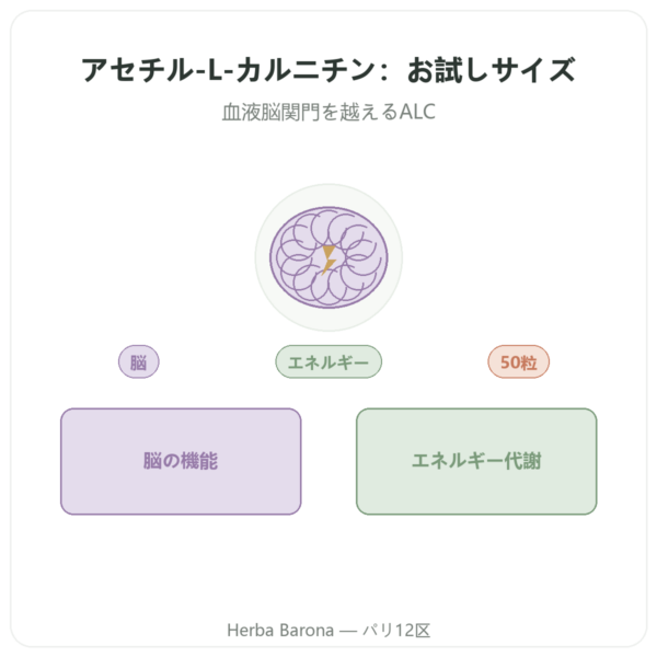 アセチル-L-カルニチン 500 mg – NOW Foods – 植物性カプセル50粒 presentation Paris Herba Barona