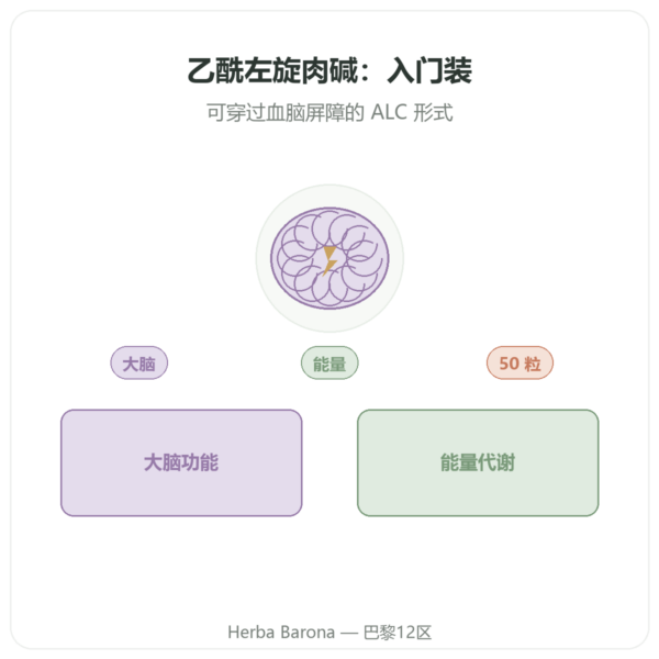乙酰左旋肉碱 500毫克 – NOW Foods – 50粒植物胶囊 产品展示 Paris Herba Barona