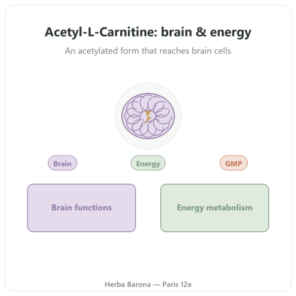 Acetyl-L-Carnitine 500mg – NOW Foods – 100 vegetable capsules presentation Paris Herba Barona