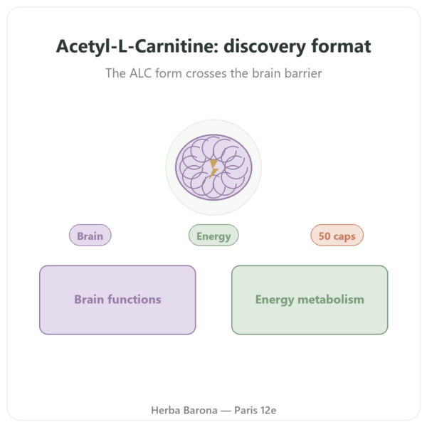 Acetyl-L-Carnitine 500 mg – Now Foods – 50 Vegetable Capsules presentation Paris Herba Barona