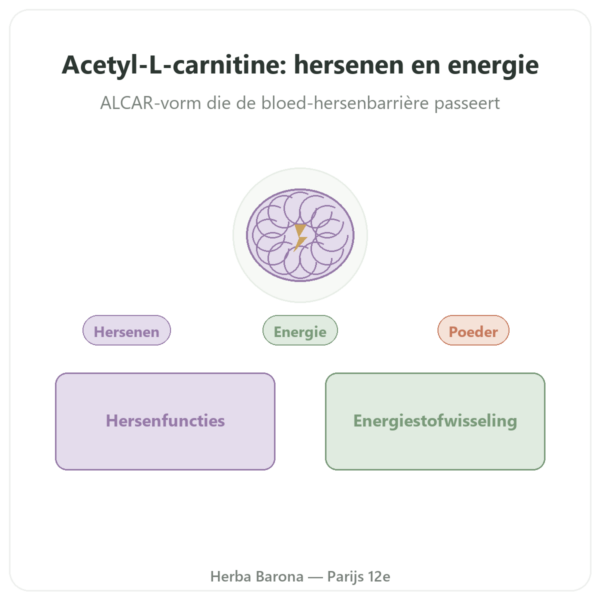 Acetyl-L-Carnitine Zuivere Poeder – 85g – Now Foods presentatie Paris Herba Barona