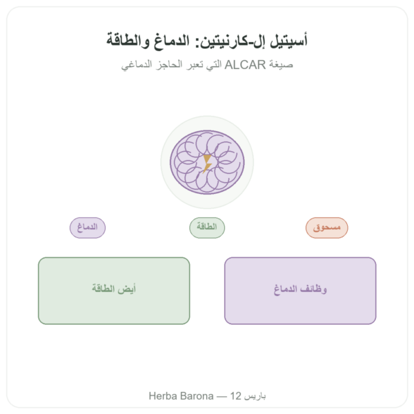 أسيتيل-إل-كارنيتين مسحوق نقي – 85 غ – Now Foods عرض المنتج Paris Herba Barona