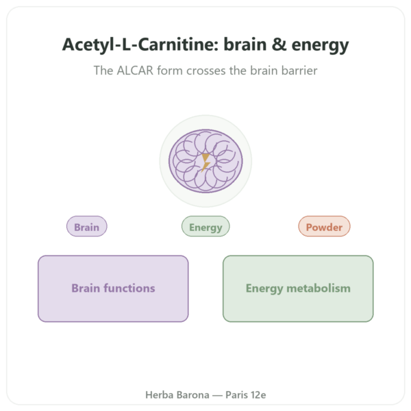 Acetyl-L-Carnitine Pure Powder - 85g - Now Foods presentation Paris Herba Barona