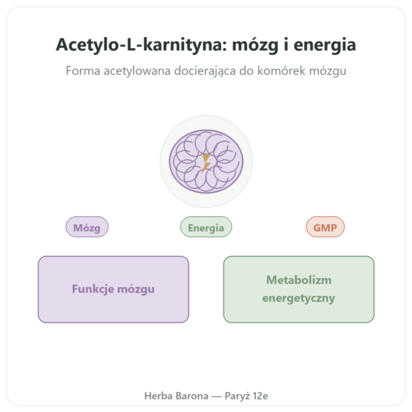 Acetylo-L-Karnityna 500 mg - NOW Foods - 100 kapsulek roslinnych prezentacja Paris Herba Barona
