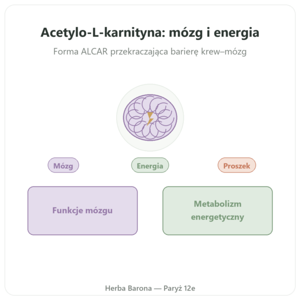 Acetylo-L-Karnityna Proszek Czysty – 85g – Now Foods prezentacja Paris Herba Barona