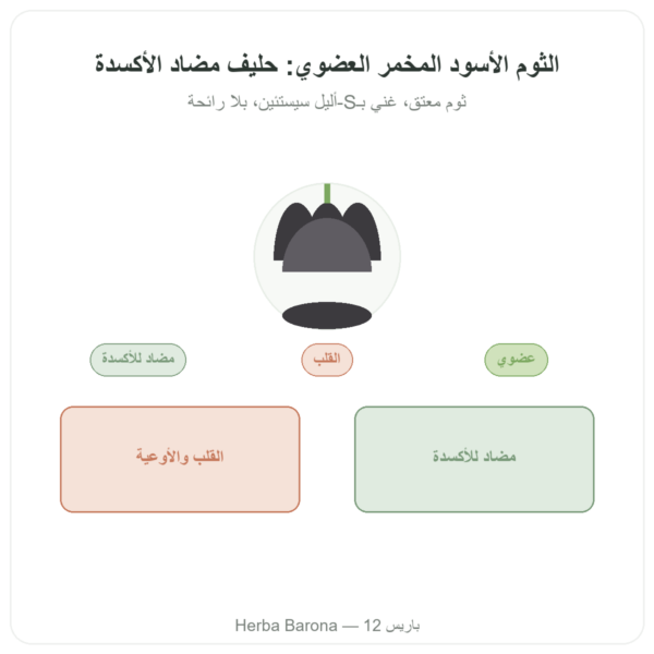 ثوم أسود مخمّر عضوي – Dynveo – 60 كبسولة عرض المنتج Paris Herba Barona