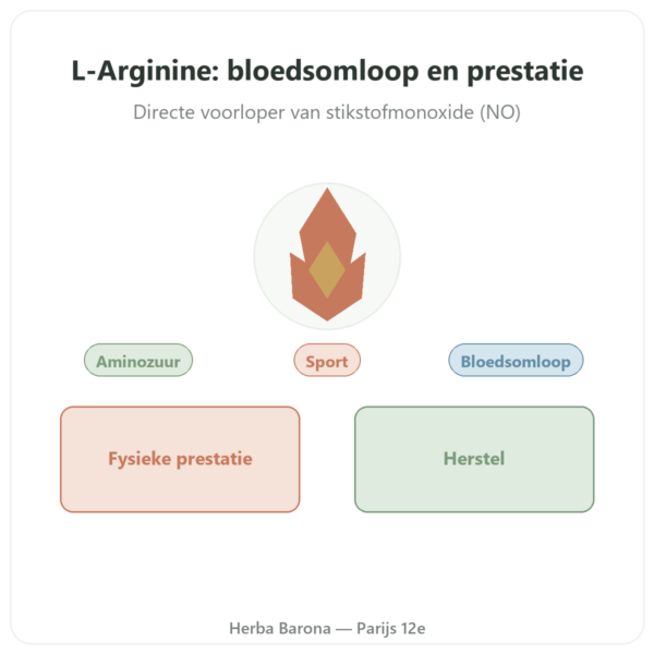 Arginine – 1000 mg – Now Foods – 120 tabletten presentatie Paris Herba Barona