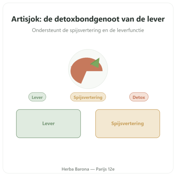 Artisjok 500 mg (5% cynarine) 60 capsules – Dynveo presentatie Paris Herba Barona