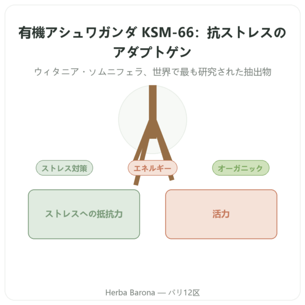 アシュワガンダ オーガニック KSM-66 ウィタノライド5 % Dynveo 60カプセル presentation Paris Herba Barona