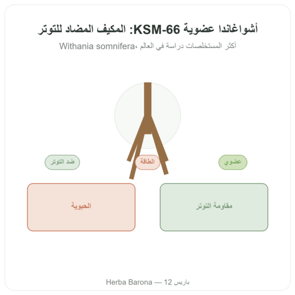 أشواغاندا بيولوجية KSM-66 5% ويثانوليدات Dynveo 60 كبسولة عرض المنتج Paris Herba Barona