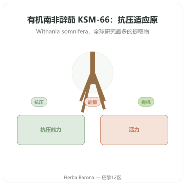 南非醉茄有机 KSM-66 5 % 睡茄内酯 Dynveo 60 粒胶囊 产品展示 Paris Herba Barona