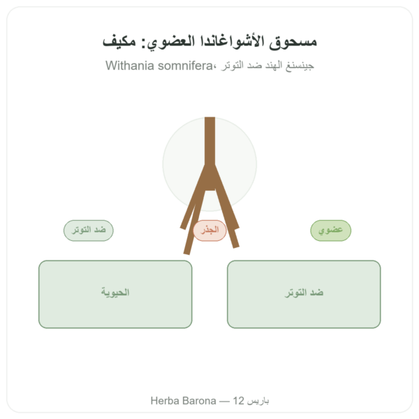 أشواغاندا بيولوجية بودرة 300 غ – Bioptimal عرض المنتج Paris Herba Barona