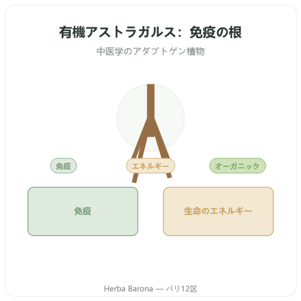 アストラガルス – Qualidiet – 多糖類50% – 60カプセル presentation Paris Herba Barona