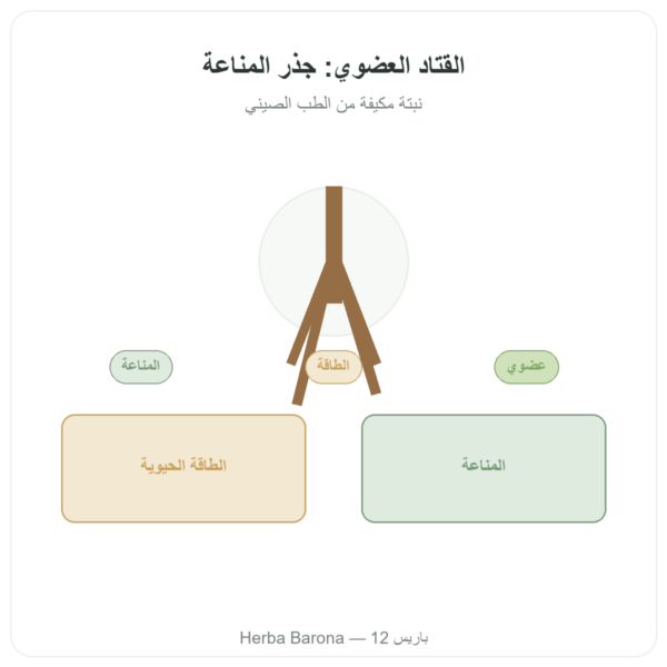 أستراغالوس – Qualidiet – 50% بوليساكاريد – 60 كبسولة عرض المنتج Paris Herba Barona