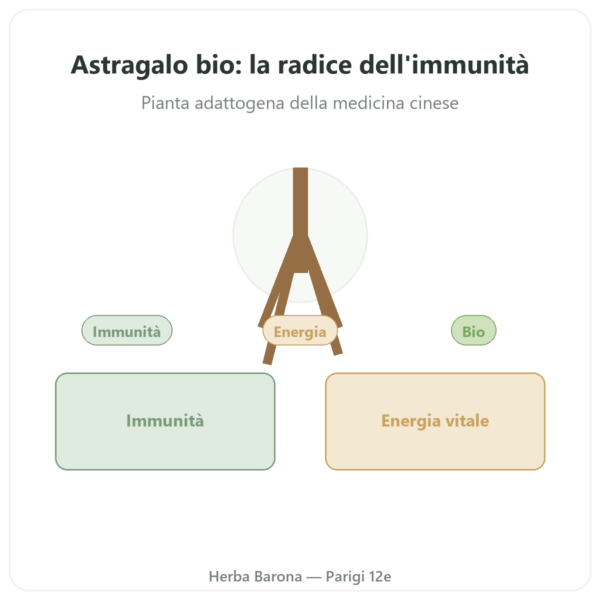 Astragalo – Qualidiet – 50% polisaccaridi – 60 capsule presentazione Paris Herba Barona