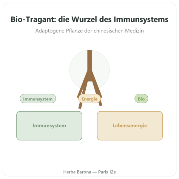 Astragalus – Qualidiet – 50% Polysaccharide – 60 Kapseln Vorstellung Paris Herba Barona
