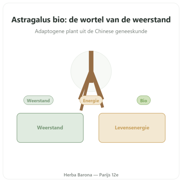 Astragalus – Qualidiet – 50% polysachariden – 60 capsules presentatie Paris Herba Barona