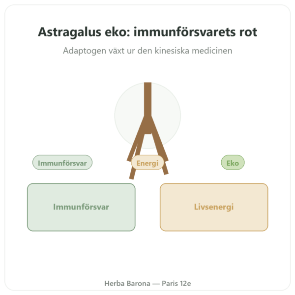 Astragel – Qualidiet – 50 % polysackarider – 60 kapslar presentation Paris Herba Barona