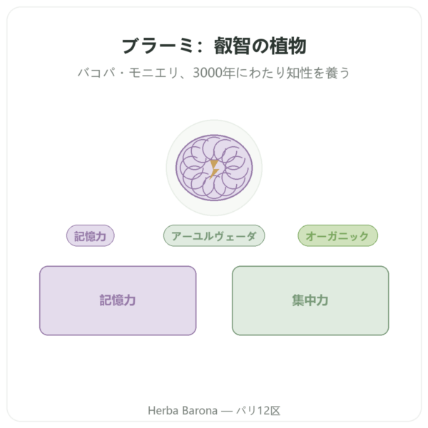 ブラーミ(Bacopa monnieri)エキス – Ayur-vana – 60カプセル presentation Paris Herba Barona