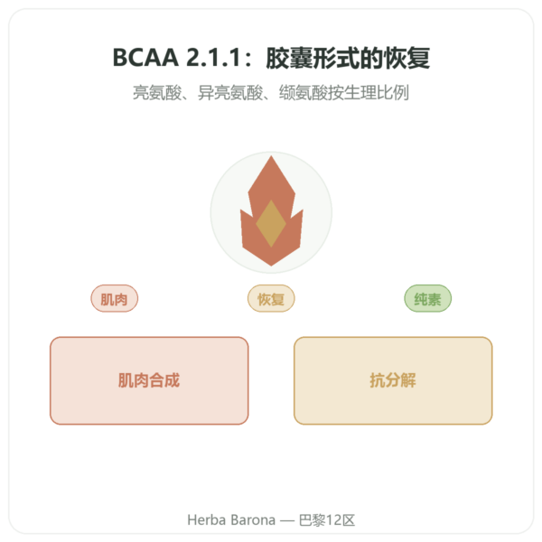BCAA 2.1.1 – Dynveo – 180 粒胶囊 600mg 产品展示 Paris Herba Barona
