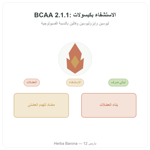 BCAA 2.1.1 – Dynveo – 180 قرص 600mg عرض المنتج Paris Herba Barona