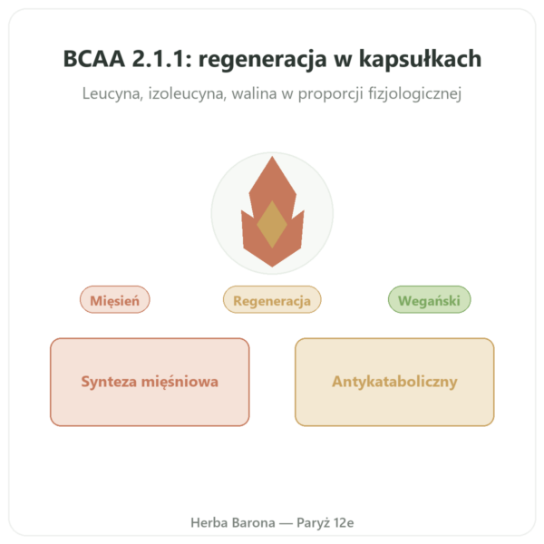 BCAA 2.1.1 – Dynveo – 180 kapsułek 600mg prezentacja Paris Herba Barona