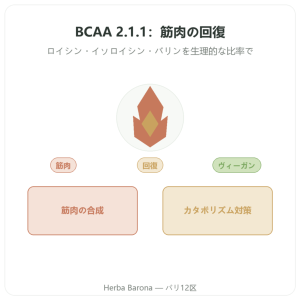 BCAA 2.1.1 – Dynveo – パウダー 200 g presentation Paris Herba Barona