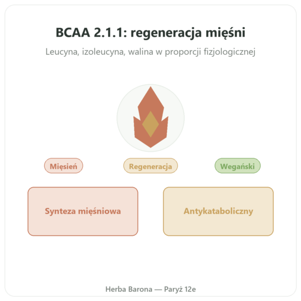 BCAA 2.1.1 – Dynveo – proszek 200 g prezentacja Paris Herba Barona