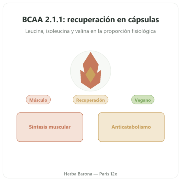 BCAA 2.1.1 – Dynveo – 180 cápsulas 600mg presentación Paris Herba Barona