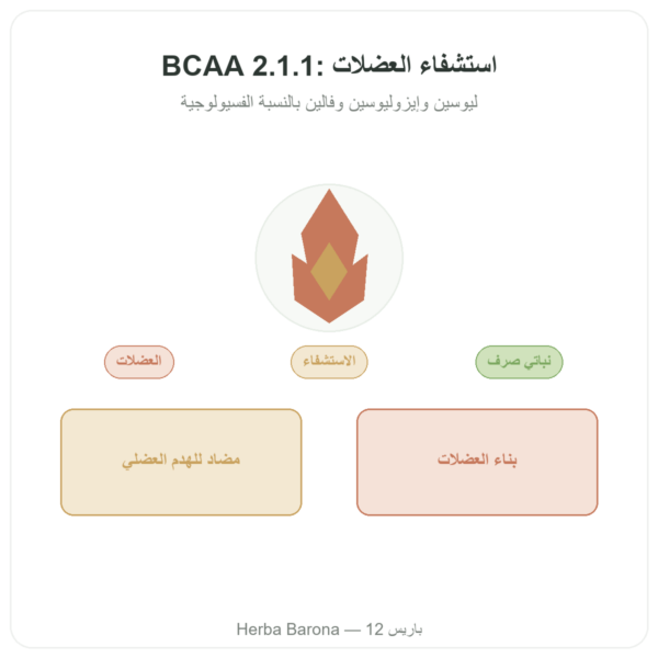 BCAA 2.1.1 – Dynveo – مسحوق 200 غ عرض المنتج Paris Herba Barona
