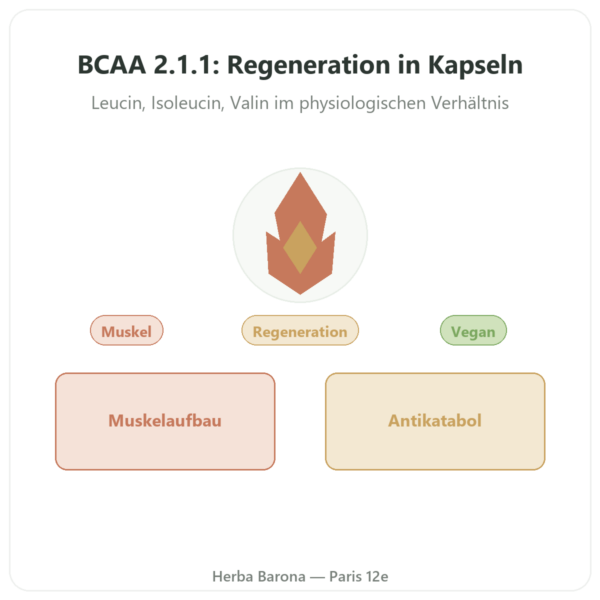 BCAA 2:1:1 – Dynveo – 180 Kapseln – 600 mg Vorstellung Paris Herba Barona