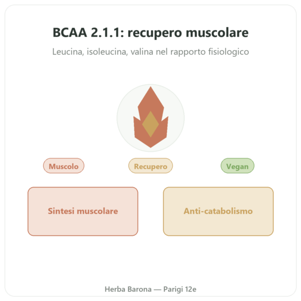 BCAA 2.1.1 – Dynveo – polvere 200 g presentazione Paris Herba Barona