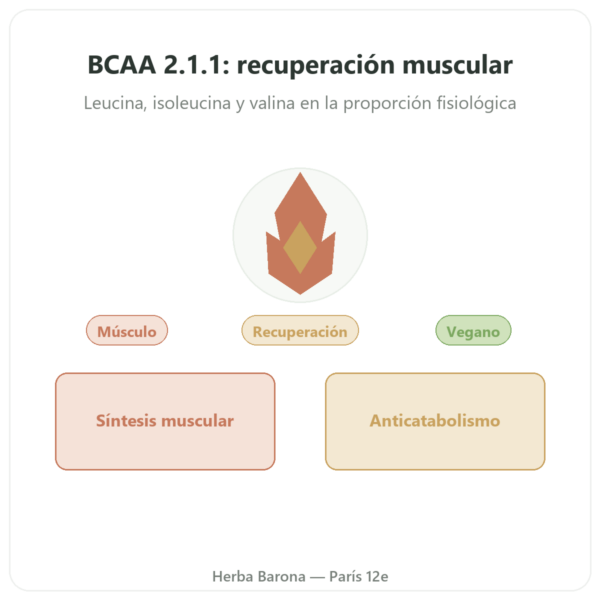 BCAA 2.1.1 – Dynveo – polvo 200 g presentación Paris Herba Barona