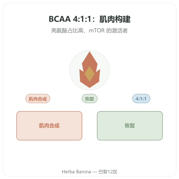 Nutrimuscle BCAA 4:1:1 粉末 350克 产品展示 Paris Herba Barona