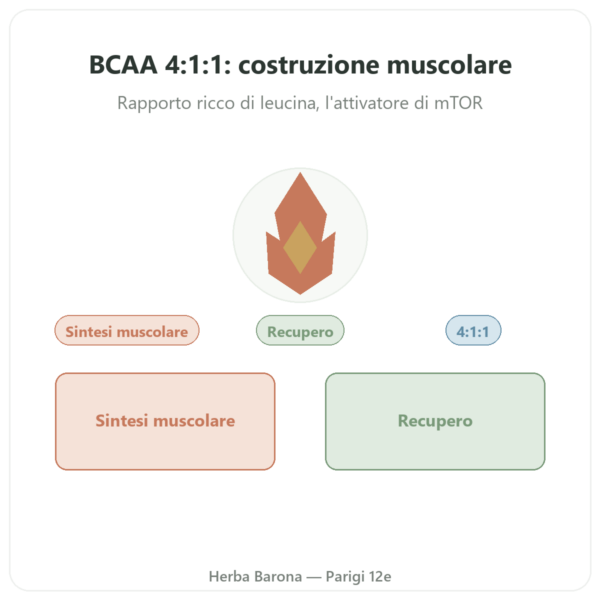 BCAA 4:1:1 in Polvere 350g – Nutrimuscle presentazione Paris Herba Barona