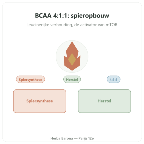 BCAA 4:1:1 Poeder 350g - Nutrimuscle presentatie Paris Herba Barona