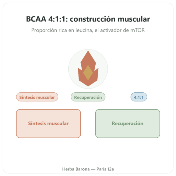 BCAA 4:1:1 en Polvo – 350 g – Nutrimuscle presentación Paris Herba Barona
