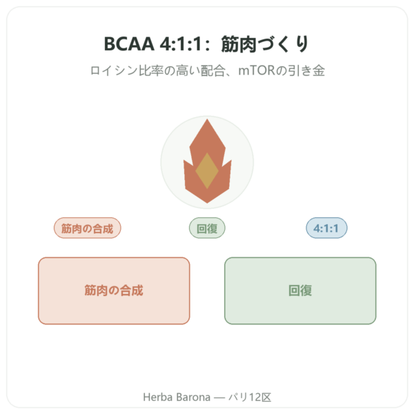 BCAA 4:1:1 パウダー 350g – Nutrimuscle presentation Paris Herba Barona