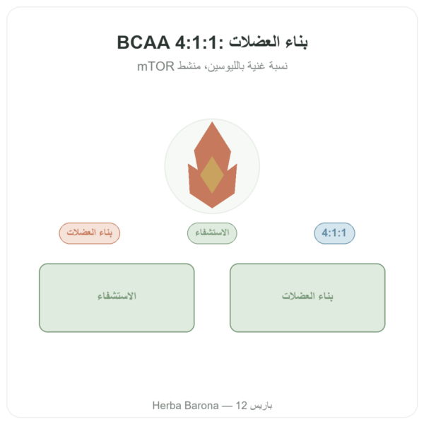 BCAA 4:1:1 مسحوق 350 غ – Nutrimuscle عرض المنتج Paris Herba Barona