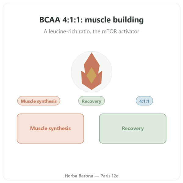 BCAA 4:1:1 Powder 350g – Nutrimuscle presentation Paris Herba Barona